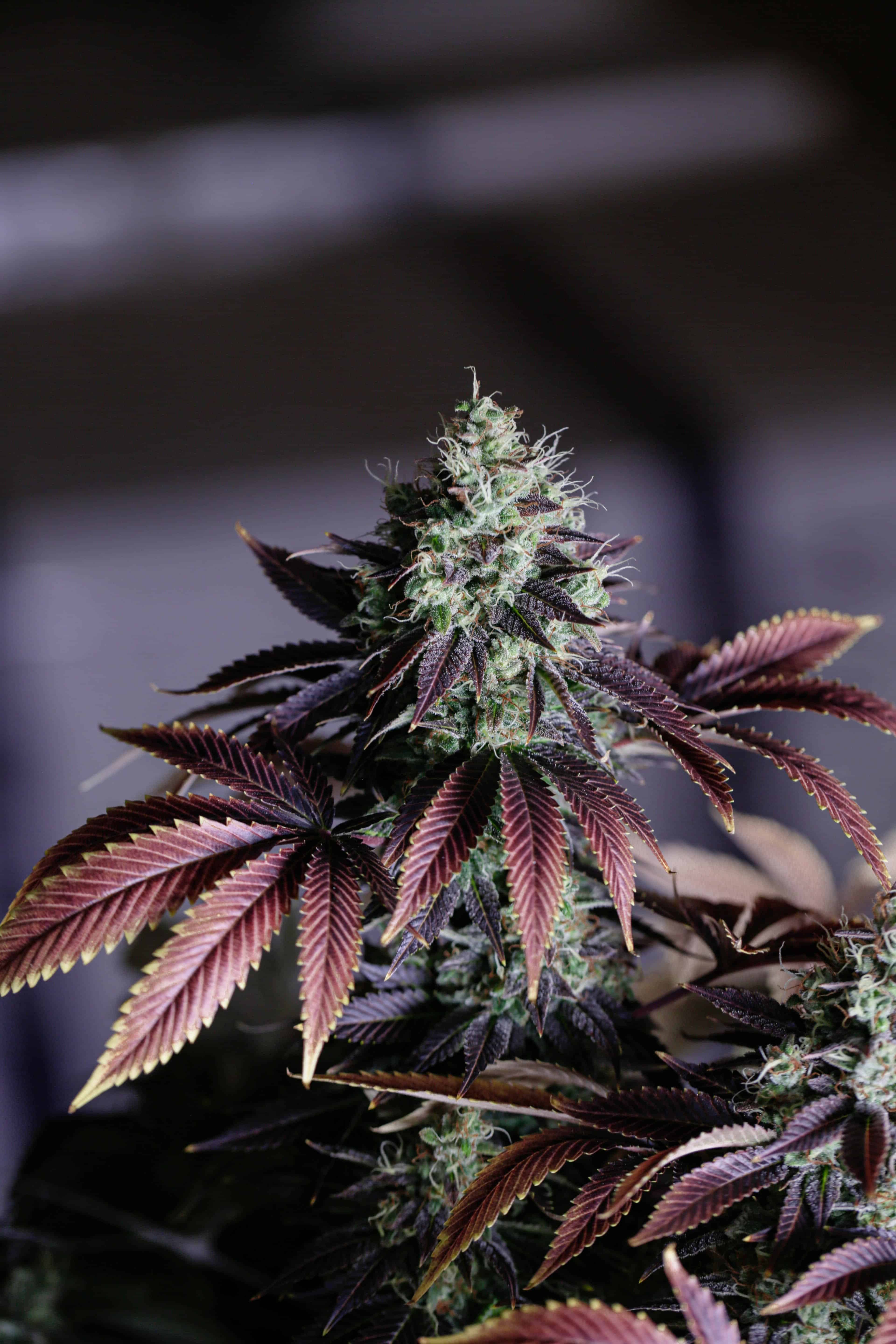 DEA Bans Delta-8 THC-O & Delta-9 THC-O