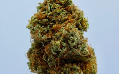 THCA Hemp Flower is taking over the Hemp Industry