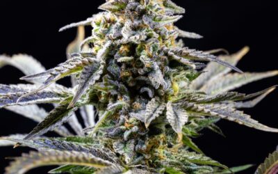 What is Exotic THCa Flower?