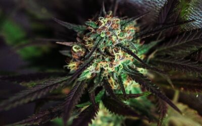 The Sweet Origins and Lineage of the Zkittlez Cannabis Strain
