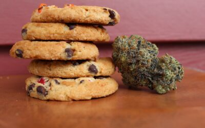 Girl Scout Cookies Strain Review: Origin and Irresistible Effects