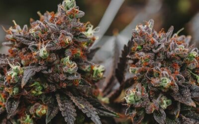 Gushers Weed Strain: A Burst of Flavor and Craftsmanship in Cannabis