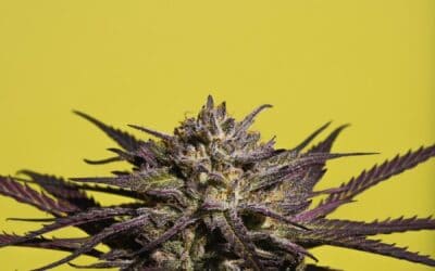 Runtz Weed Genetics: The New Era of Exotic Cannabis