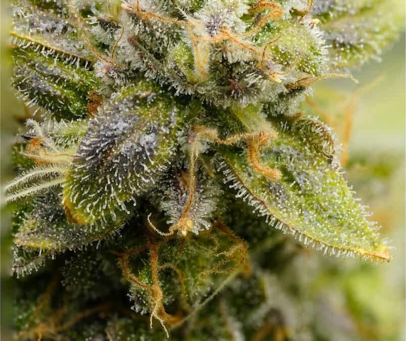 The Legendary Impact of Sour Diesel Cannabis Strain