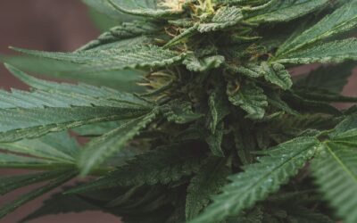 THCa Hemp Flower vs CBD Hemp Flower: Yin and Yang