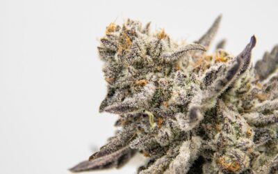 Biscotti Strain Review: A Journey into Genetics and Cannabis Flavor