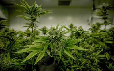 Unveiling the Artistry and Genetics Behind the Sunset Sherbert Strain