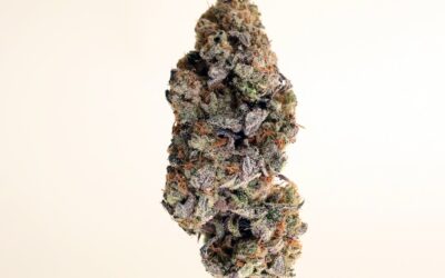 Unlocking the Flavors of Cannabis with GMO Cookies: Masterful Genetic Craftsmanship