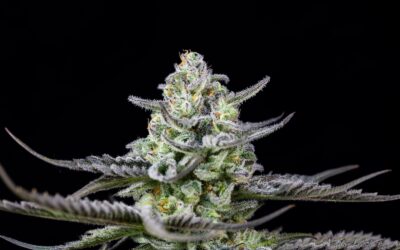 Kush Mints Cannabis Strain: The Perfect Blend of Weed Genetics