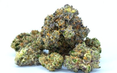 Gelato is one of the most important Genetic Lineages in Cannabis