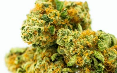 Does THCa Percentage Matter? Breaking Down Potency Myths