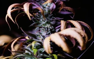 Grandaddy Purple Strain Review: A True Unforgettable Indica Experience