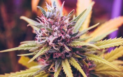 Peaches and Dream Cannabis Strain: A Flavorful Journey into Peachy Goodness