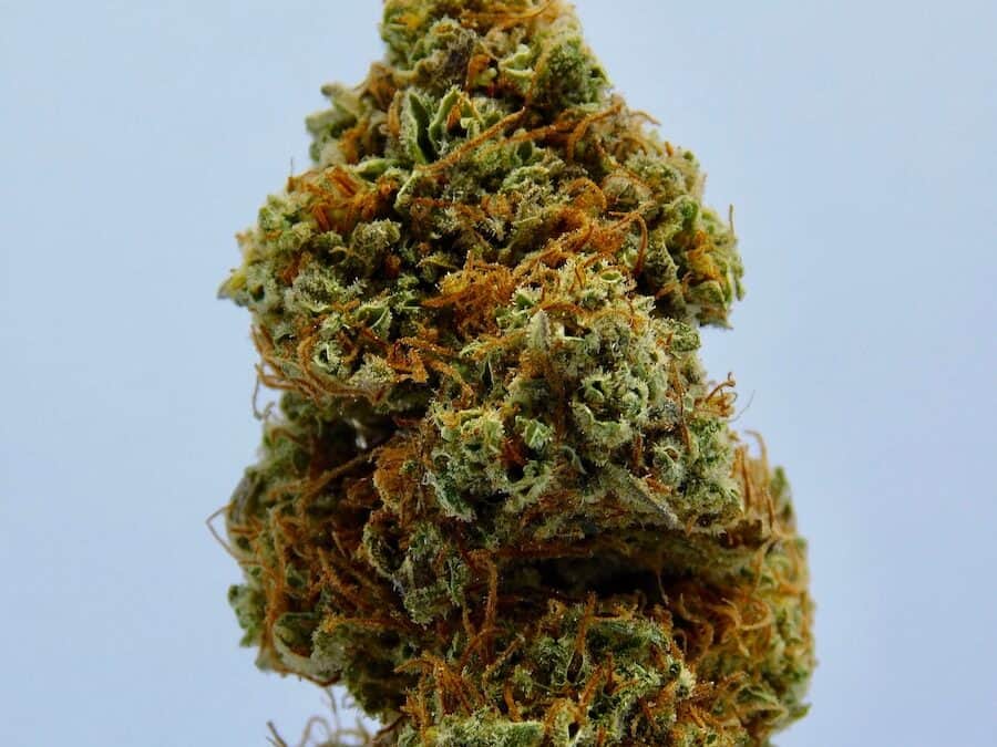 Orange Creamsicle Cannabis Strain A Combination Of Flavors And