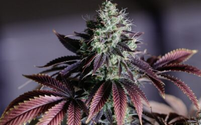 A Honest Review of Cannabis Strain Lemon Cherry Gelato