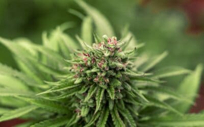 The Role Terpenes and Genetics Play in your “Cannabis Experience”