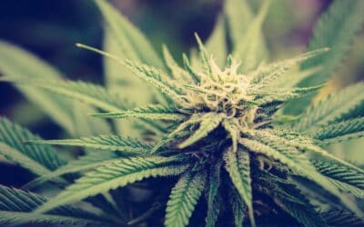Blue Dream Cannabis Strain Review: A Dreamy Blend of Genetics and Effects