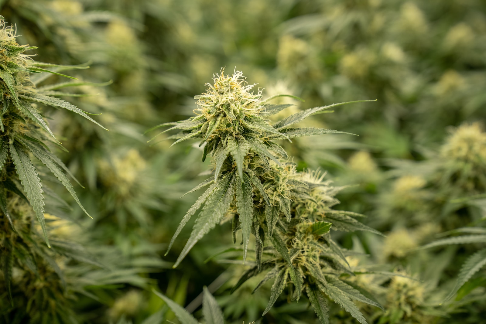 Does the Type of Strain Matter?