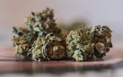 THCa vs Delta-9 THC: What’s the Difference?