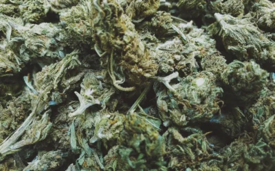 FDA Issues Final Guidance On Cannabis And Hemp Drug Development